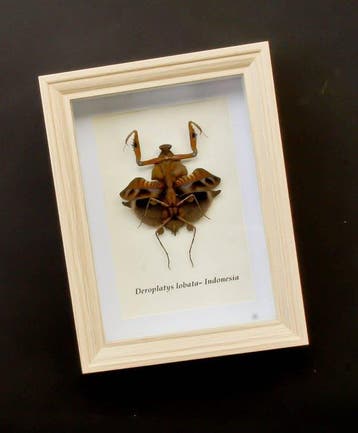 Bidsprinkhaan Taxidermie volledige montage - Deroplatys