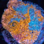 Chalice Orange Blue Convict Frag (Ong. 3 cm), Animaux & Accessoires, Poissons | Poissons d'aquarium