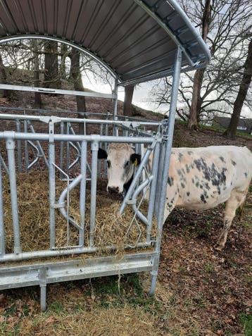 Op voorraad Hooiruif met zelfsluitend voerhek voor runderen!, Dieren en Toebehoren, Weidegang, 4 paarden of pony's of meer