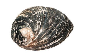 Historische Haliotis cracherodii (150mm) §§ Zwarte Abalone, Verzamelen, Nieuw