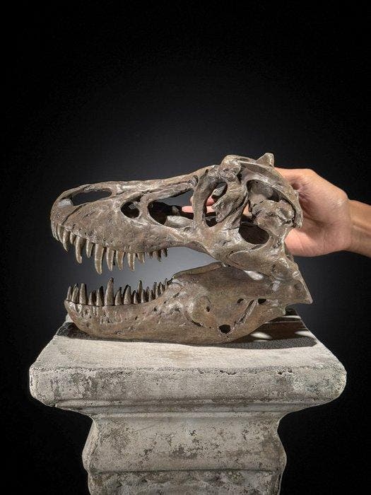 GEEN RESERVEPRIJS - Replica van dinosaurus-schedel -, Collections, Minéraux & Fossiles