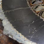 Échantillon de fossile vraiment unique - magnifique paire