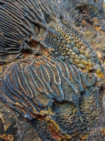 Crinoide - Gefossiliseerde plant - 26 cm - 35 cm