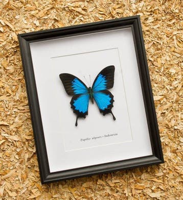 Vlinder Taxidermie volledige montage - Papilio ulysses -