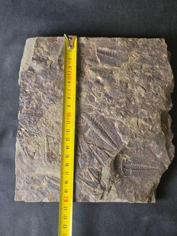 Trilobite - Animal fossilisé - Large Trilobite Fossil Plate