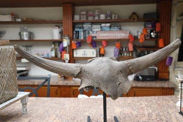 Bison - Crâne fossile - Bison Priscus - 35 cm - 106 cm
