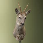 Reebok Wintervacht Taxidermie Opgezette Dieren By Max, Ophalen of Verzenden, Opgezet dier