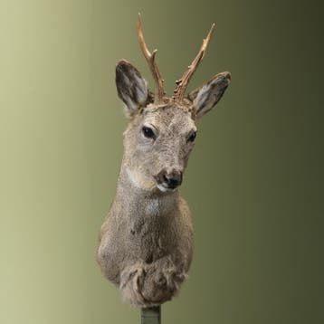 Reebok Wintervacht Taxidermie Opgezette Dieren By Max, Verzamelen, Dierenverzamelingen, Ophalen of Verzenden, Nieuw, Wild dier