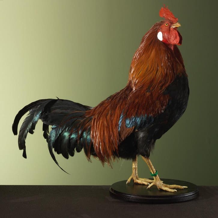 Huishaan Kip Taxidermie Opgezette Dieren By Max, Collections, Collections Animaux, Enlèvement ou Envoi
