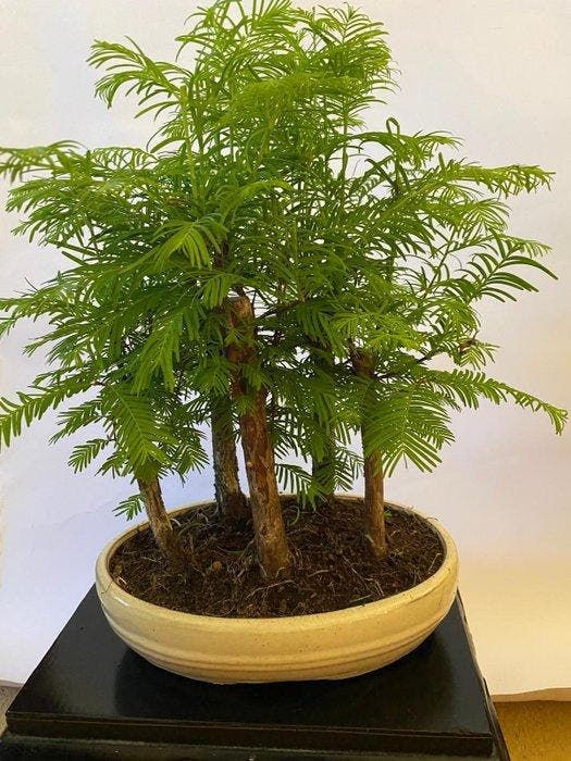 Kustmammoetboom bonsai (Sequoia) - Hoogte (boom): 38 cm -, Antiek en Kunst, Curiosa en Brocante