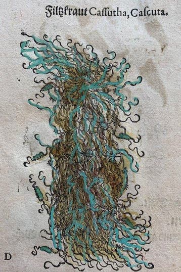 Pietro Andrea Mattioli - Contemporary hand-coloured leaf