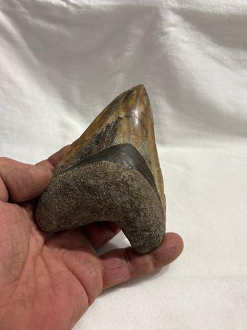 Megalodon - Fossiele tand - 11.7 cm - 9.5 cm (Zonder, Verzamelen