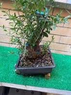 Bonsaï Olivier (Olea europaea) - Hauteur (arbre) : 28 cm -