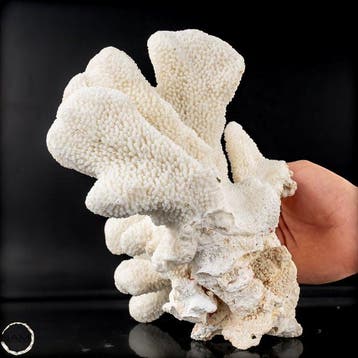 Natuurlijk wit tafelkoraal - EU-exclusief - Acropora