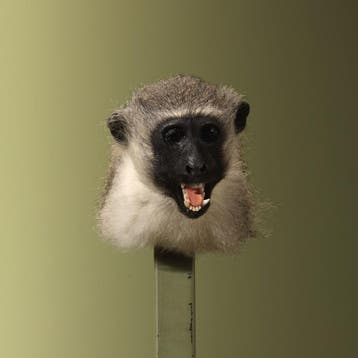 Vervet Aap Taxidermie Opgezette Dieren By Max, Ophalen of Verzenden, Nieuw, Wild dier, Opgezet dier