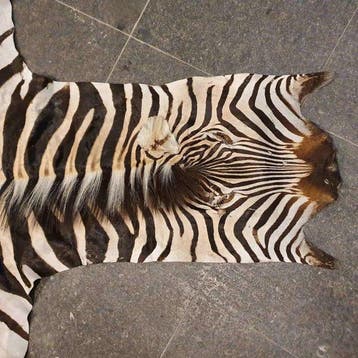 Burchell-zebra Taxidermie volledige montage - Equus, Nieuw