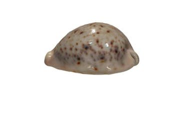 Ultra Zeldzaam Cypraea pantherina WIT (67 mm) • Absoluut, Nieuw