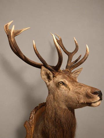 Hert Taxidermie hoofdmontage - Cervus elaphus - 155 cm - 85