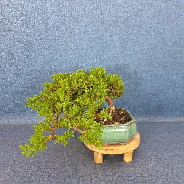 Jeneverbes bonsai (Juniperus) - Hoogte (boom): 13 cm -, Antiquités & Art, Curiosités & Brocante
