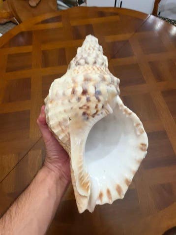 Grand Coquillage Triton Géant Coquillage marin - Charonia