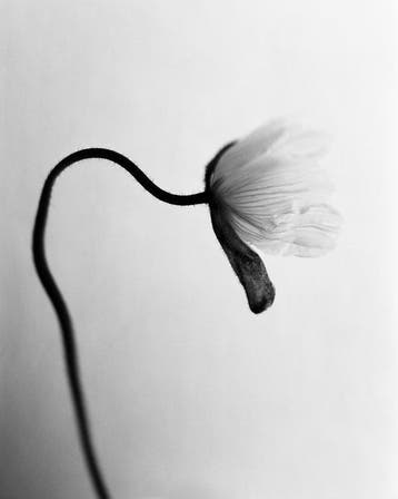 Ugne Pouwell - Poppy No.5