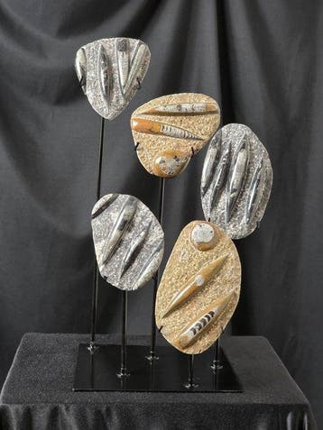 Magnifique ensemble de fossiles décoratifs – 5 fossiles, Collections