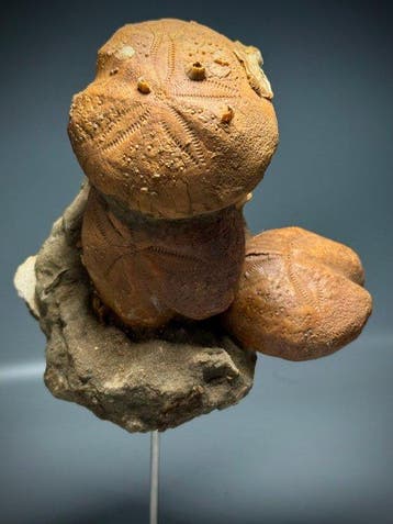 Amazing Rare Echinoid Natural op Matrix - Gefossiliseerde