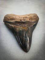 Megalodon - Fossiele tand - 134 mm - 118 mm, Verzamelen