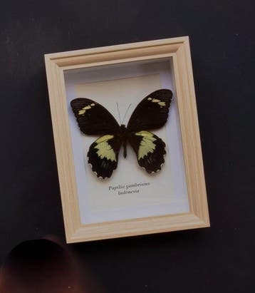 Vlinder Taxidermie volledige montage - Papilio gambrisius -, Antiek en Kunst