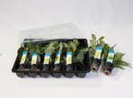 Mix pakket middengrond planten 12 stuks (Aquariumplanten), Verzenden, Plant(en), Steen of Hout