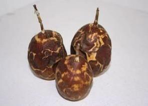 Passion Fruit Brown Fire 10 stuks