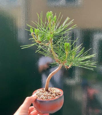 Den bonsai (Pinus) - Hoogte (boom): 26 cm - Diepte (boom):