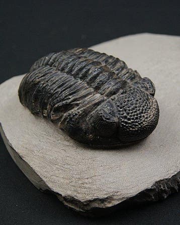 Trilobiet - Gefossiliseerd dier - Phacops Noir