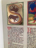 Michele Scoto - Die Macht der Gestirne - Cod. Pal. germ. 832