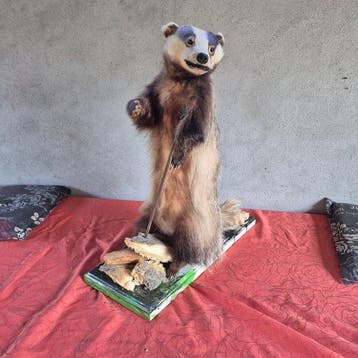 Das Taxidermie wandmontage - Meles meles - Mâle adulte
