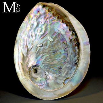 Zuid-Afrikaanse abalone - parelmoerschelp - Haliotis midae –