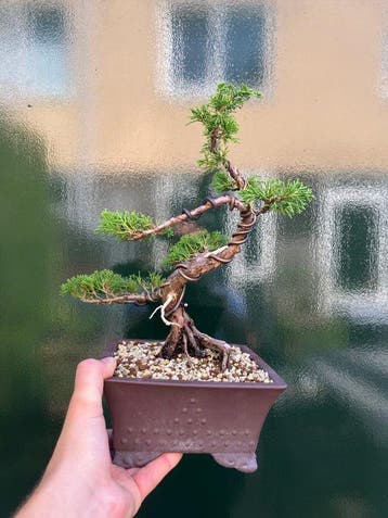 Jeneverbes bonsai (Juniperus) - Hoogte (boom): 29 cm -