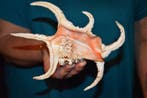 Escargot de mer Coquillage marin - M-361 HARPAGO CHIRAGRA