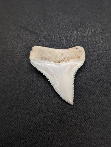 Witte haai Tand - Carcharodon carcharias - with proof of, Verzamelen, Nieuw