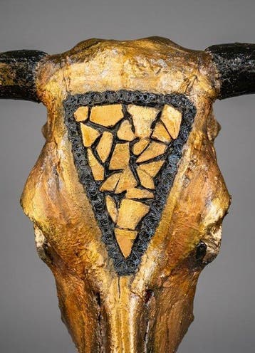 Koe Schedel van een zoogdier - Bos taurus - 30 cm - 60 cm -