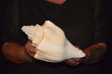 Zeeslak Zeeschelp - S-373 TURBINELLA ANGULATA (Zonder, Nieuw