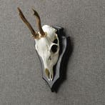 Reebok Schedel Taxidermie Opgezette Dieren By Max, Ophalen of Verzenden, Nieuw, Wild dier, Opgezet dier