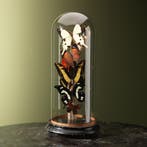 Vlinders in Stolp Taxidermie Opgezette Dieren By Max, Ophalen of Verzenden, Opgezet dier