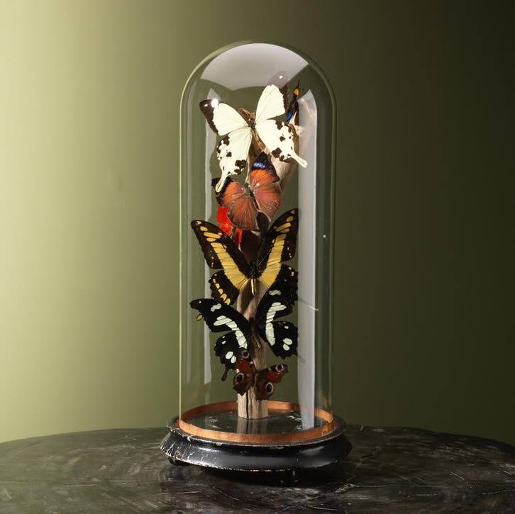 Vlinders in Stolp Taxidermie Opgezette Dieren By Max, Collections, Collections Animaux, Enlèvement ou Envoi