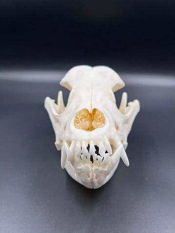 Hond Schedel - Rottweiler - 0 cm - 0 cm - 0 cm - (1)