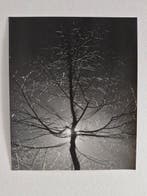 Feyfar Zdenko - Tree, Antiek en Kunst