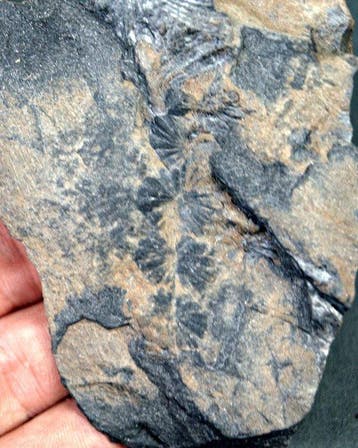 Paleobotanische fossiele plant - Gefossiliseerde plant -