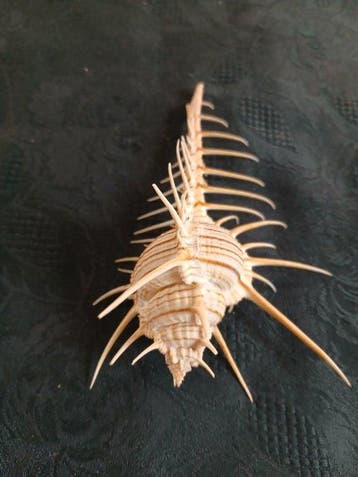 Murex Coquillage marin - Murex Troscheli (Sans prix de
