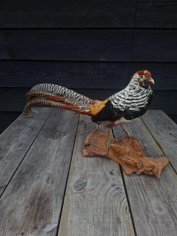 ladyamherstfazant Taxidermie volledige montage -