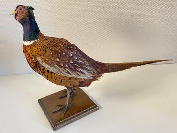 Faisan Support de corps entier pour taxidermie - Phasianus, Antiquités & Art